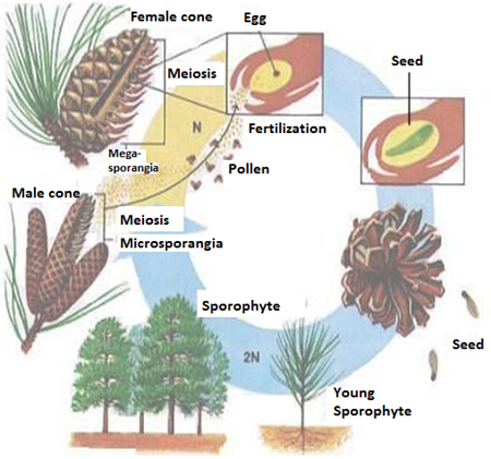 051023 0451 Topic3Natur35