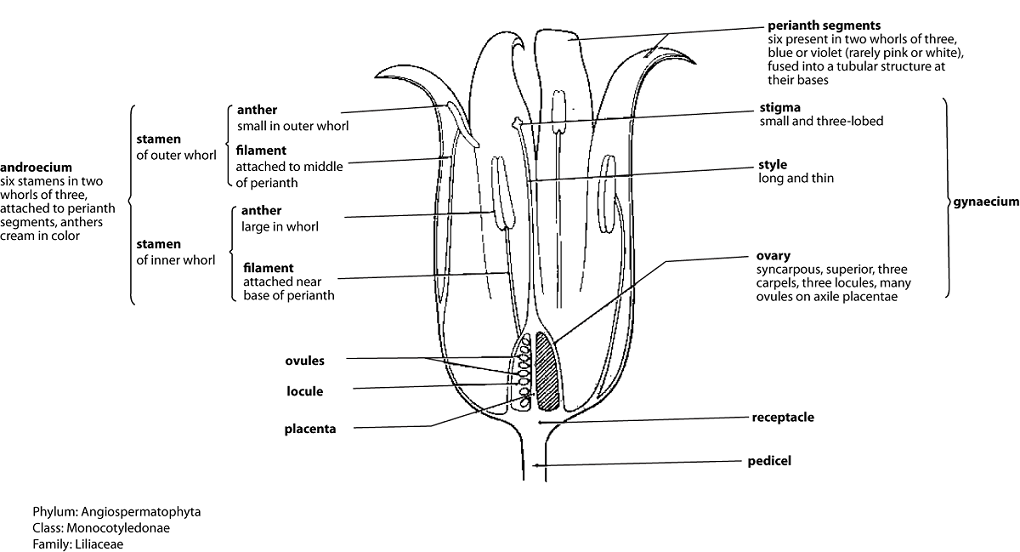 051023 0451 Topic3Natur37