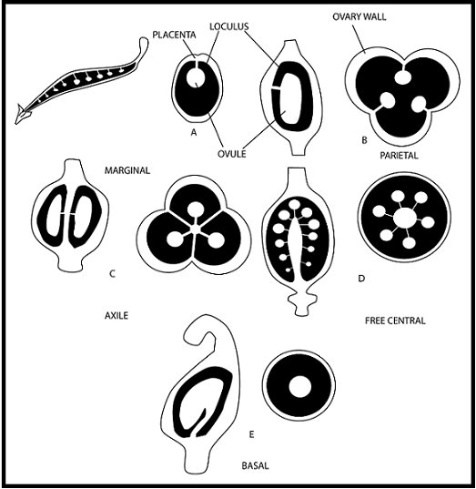 051023 0451 Topic3Natur57