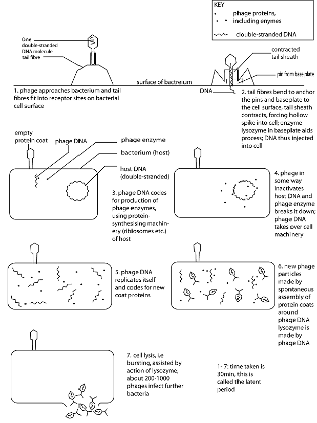 051023 0451 Topic3Natur6