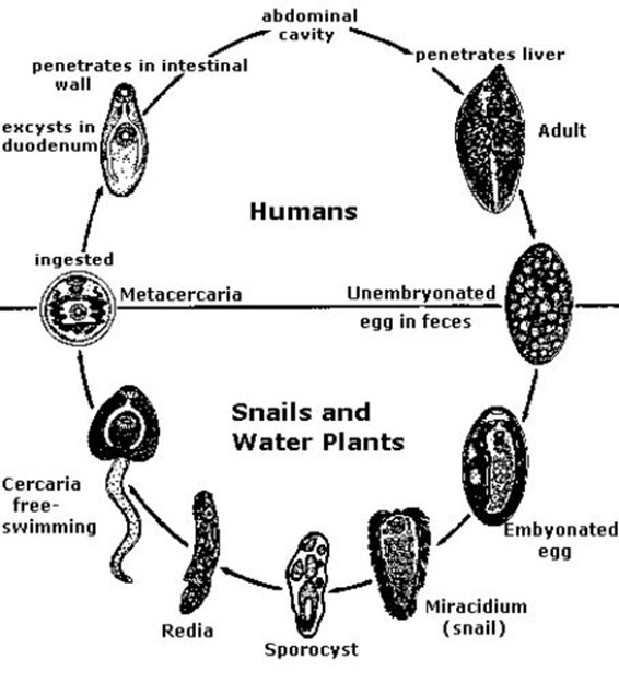 051023 0451 Topic3Natur61