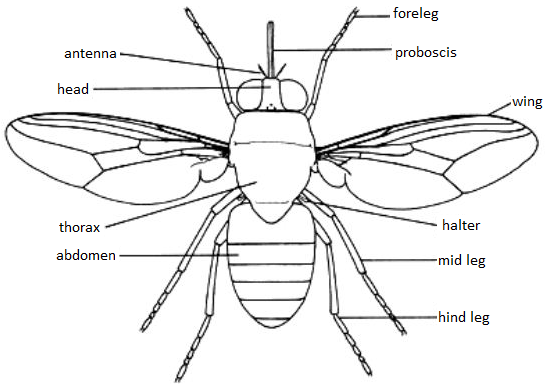 051023 0451 Topic3Natur68
