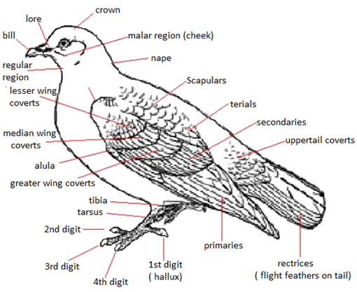 051023 0451 Topic3Natur74