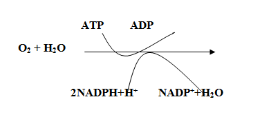 051023 0738 TOPIC5NUTRI20
