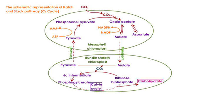 TOPIC 4: NUTRITION | BIOLOGY FORM 5