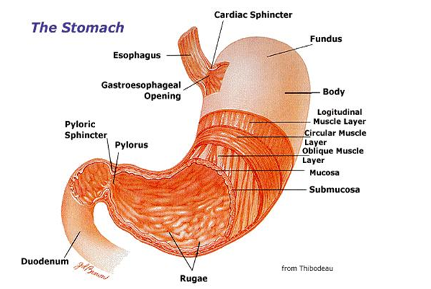 TOPIC 4: NUTRITION | BIOLOGY FORM 5