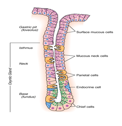 051023 0738 TOPIC5NUTRI25