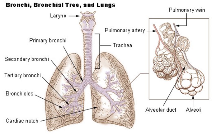 TOPIC 6: GASEOUS EXCHANGE AND RESPIRATION | BIOLOGY FORM 5