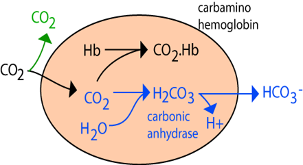051023 0744 TOPIC6GASEO8