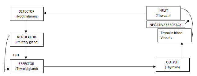 TOPIC 7: REGULATION (HOMEOSTATIS) | BIOLOGY FORM 5
