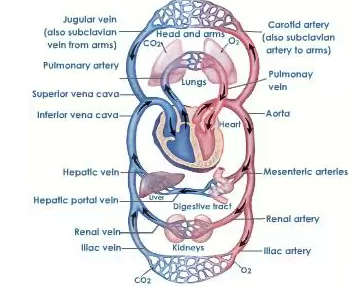 Topic 1: Transportation | Biology Form 6