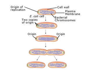 Topic 3: Reproduction | Biology Form 6
