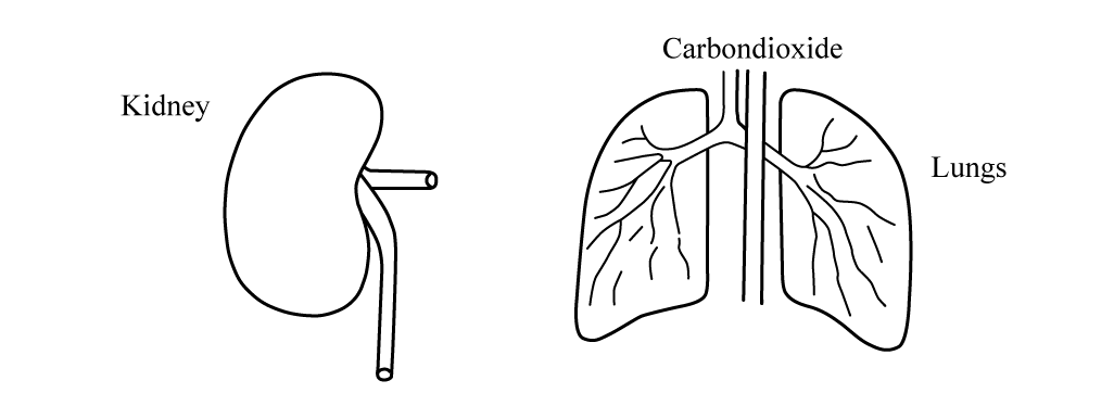 Excretion